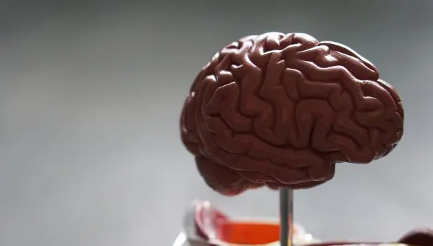 A close-up of a model human brain on a stand, showing detailed grooves and folds, evokes concepts like memoisation in React, set against a blurred grey background.